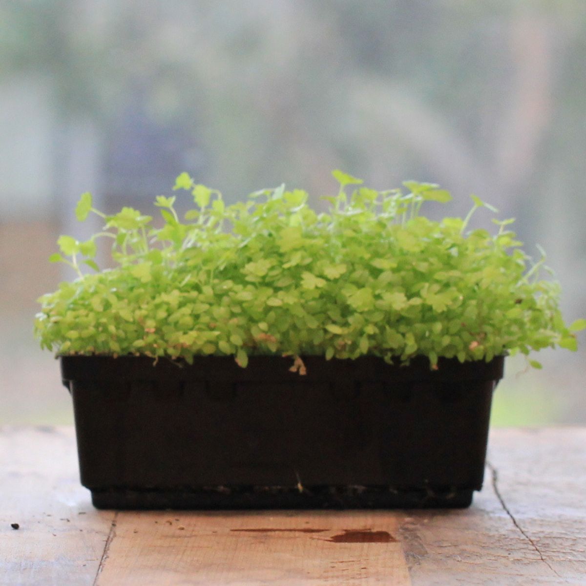 Celery- Sprouting 10g
